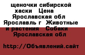 щеночки сибирской хаски › Цена ­ 1 - Ярославская обл., Ярославль г. Животные и растения » Собаки   . Ярославская обл.